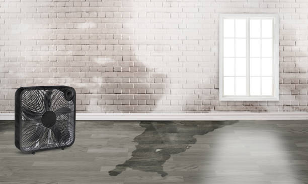 Best Carpet water damage restoration  in Central Square, NY